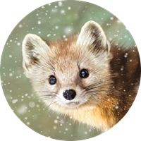 Cute Pine Marten Seals - NWF26019S