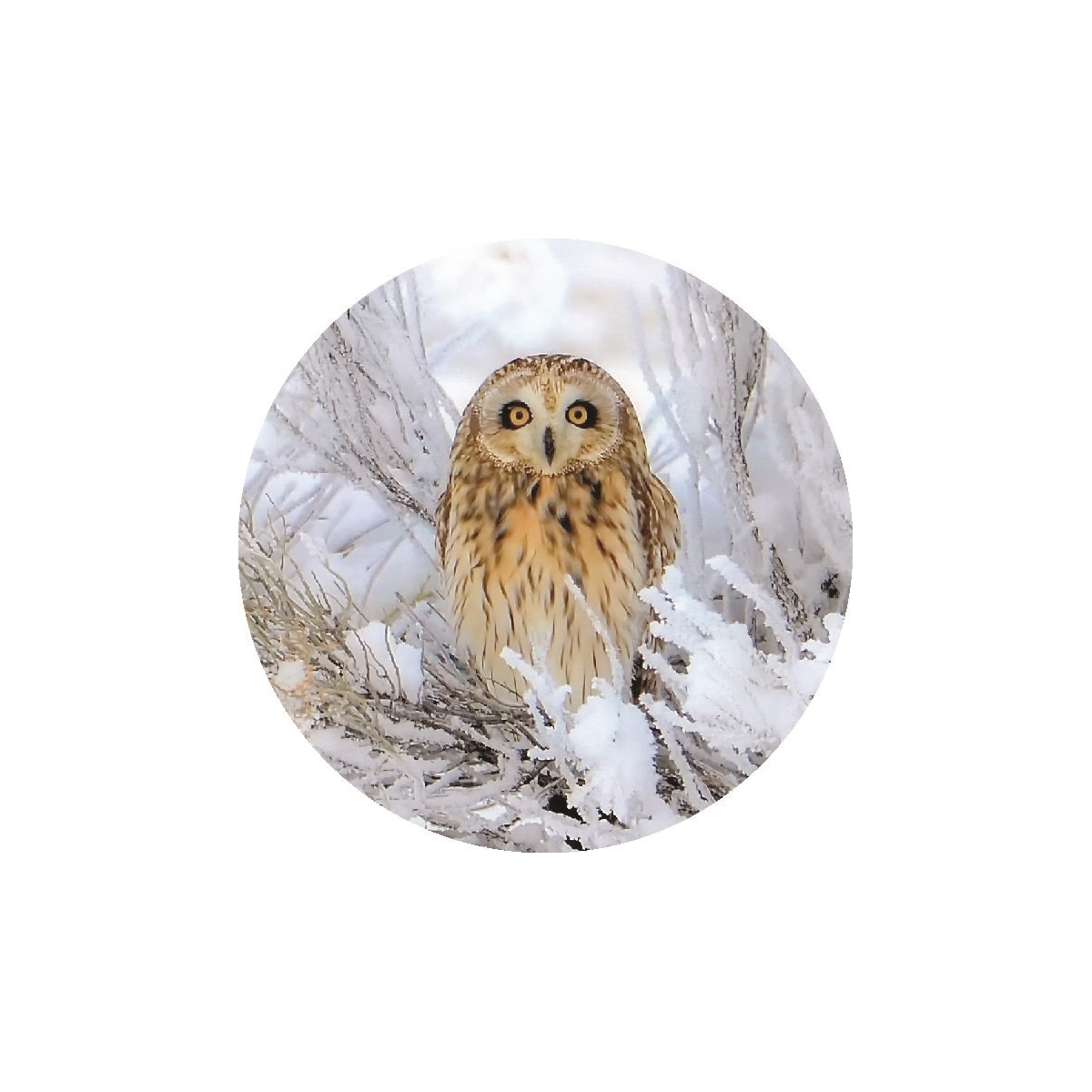 Short-Eared Owl in Snow Seals