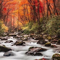 Mountains of NC Seals - NWF240000S