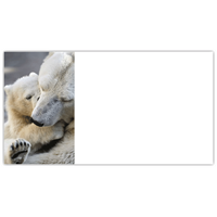 Cuddly Peace Labels - NWF240006AL