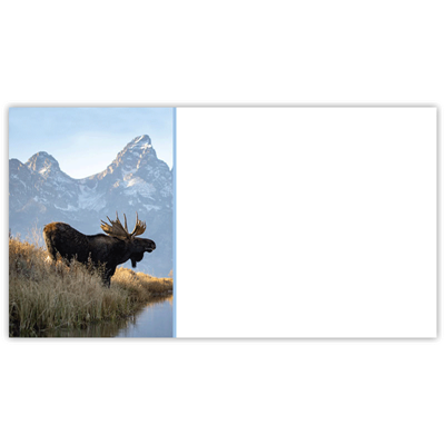 Bull Moose Labels