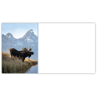 Bull Moose Labels - NWF240007AL