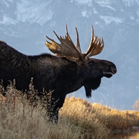 Bull Moose Seals - NWF240007S