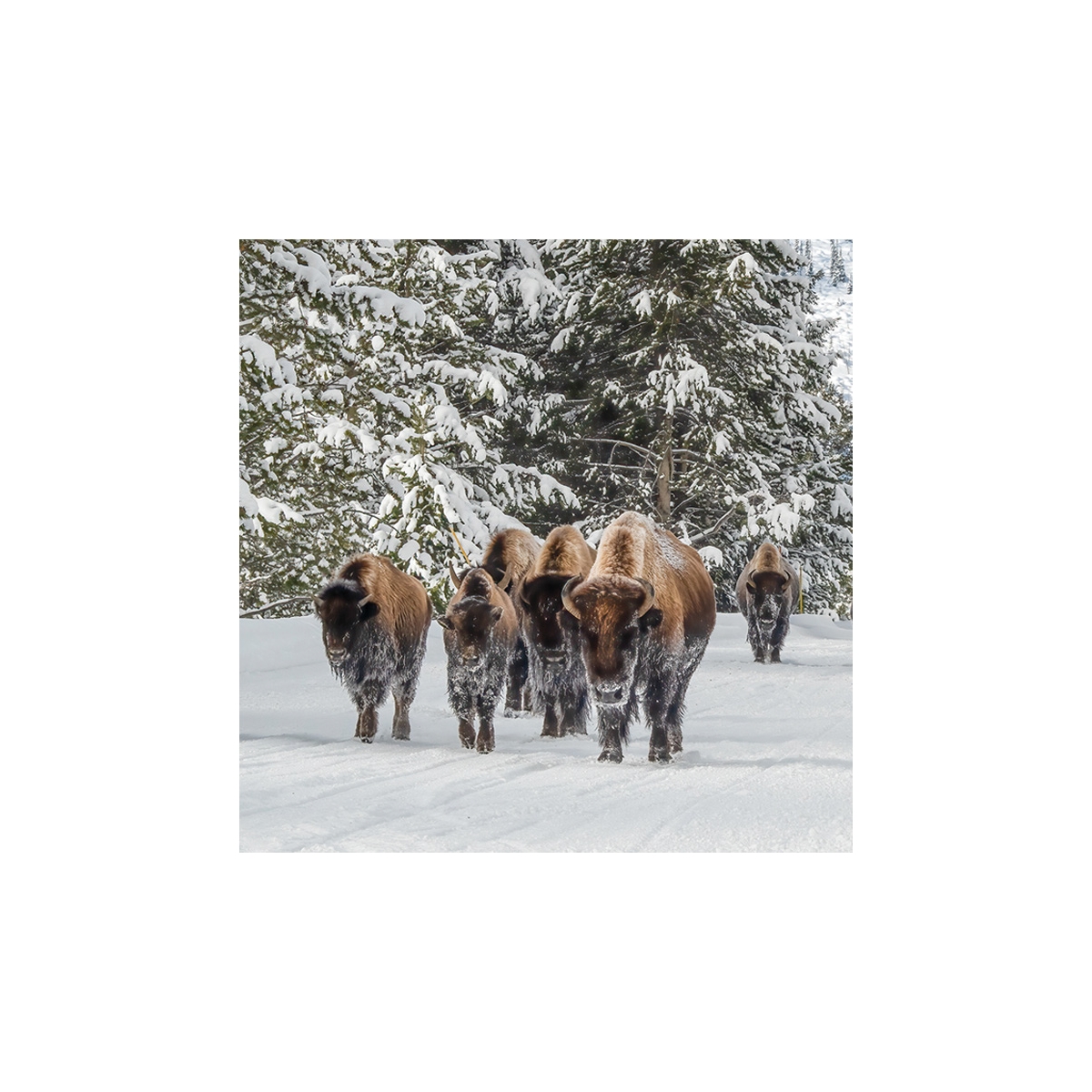 Bison Trail Seals