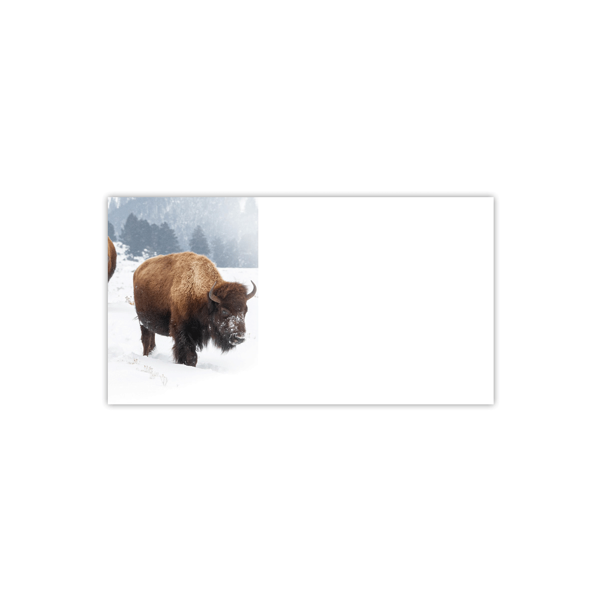 Yellowstone Bison Labels