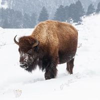 Yellowstone Bison Seals - NWF240010S