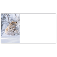 Lynx Labels - NWF240011AL