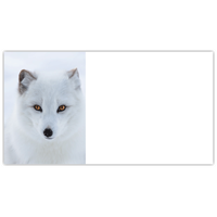 Arctic Fox Labels - NWF240012AL