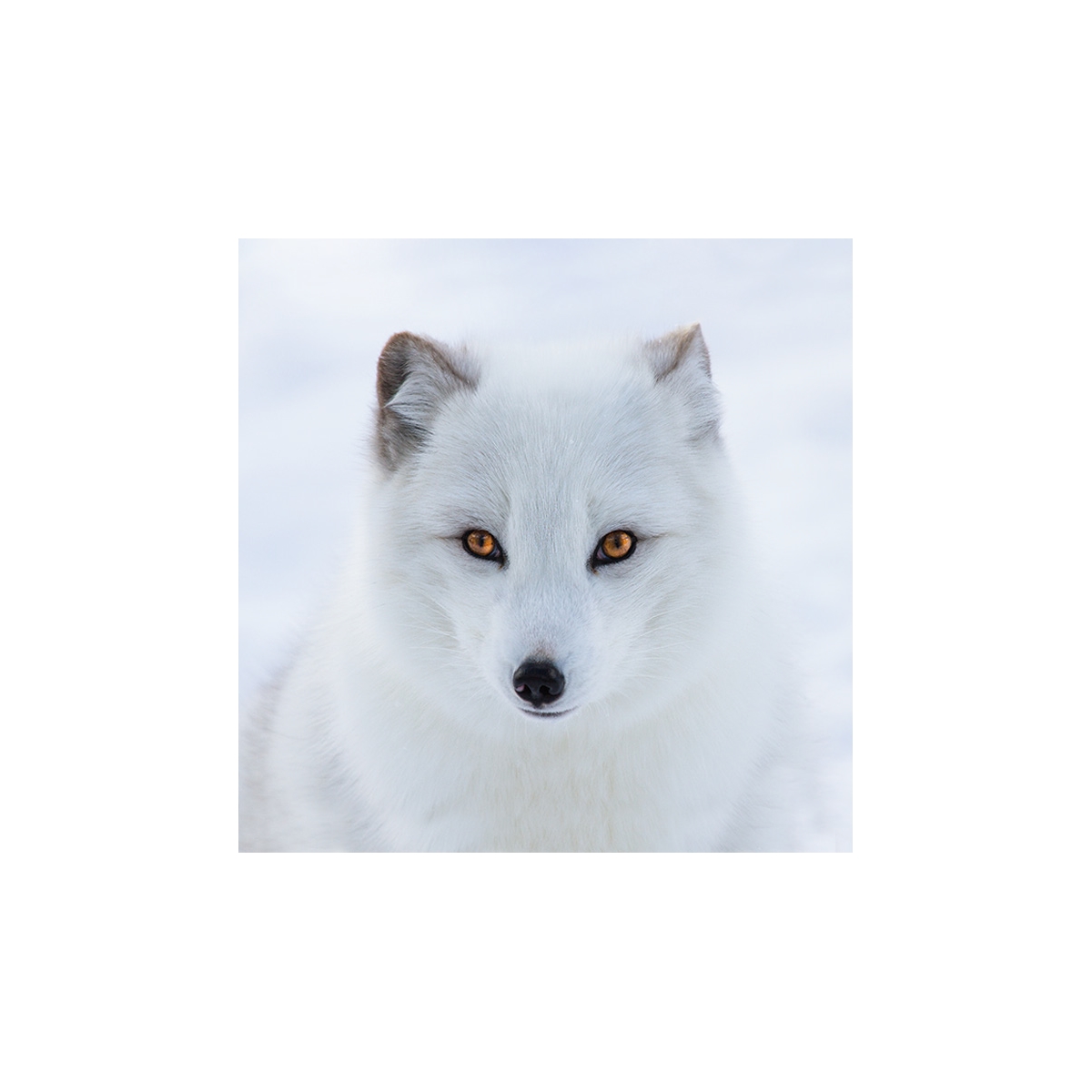 Arctic Fox Seals