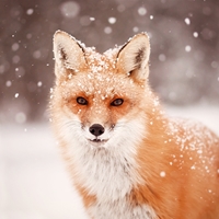 Red Fox in Falling Snow Seals - NWF240014S