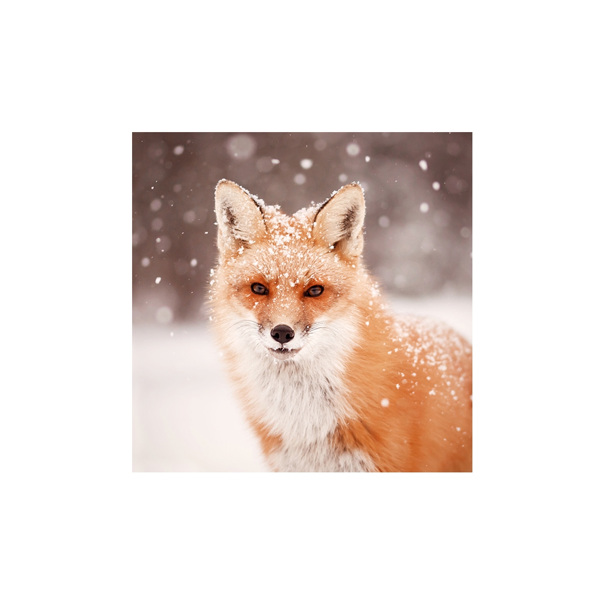 Red Fox in Falling Snow Seals