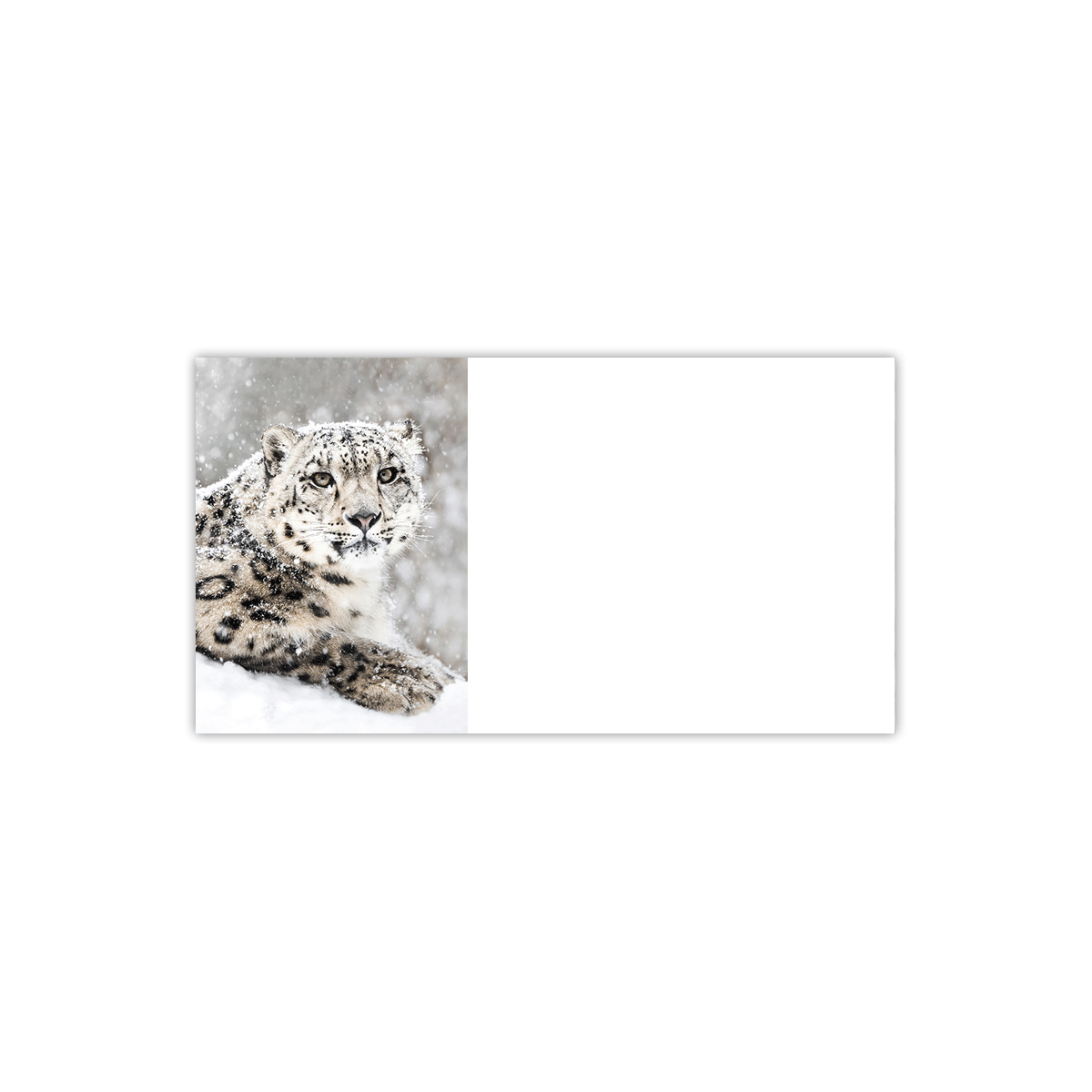 Snow Leopard Labels