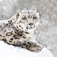 Snow Leopard Seals - NWF240015S