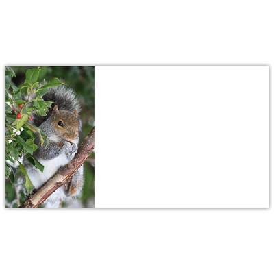 Squirrel in Holly Labels