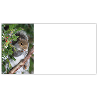 Squirrel in Holly Labels - NWF240016AL