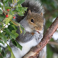 Squirrel in Holly Seals - NWF240016S