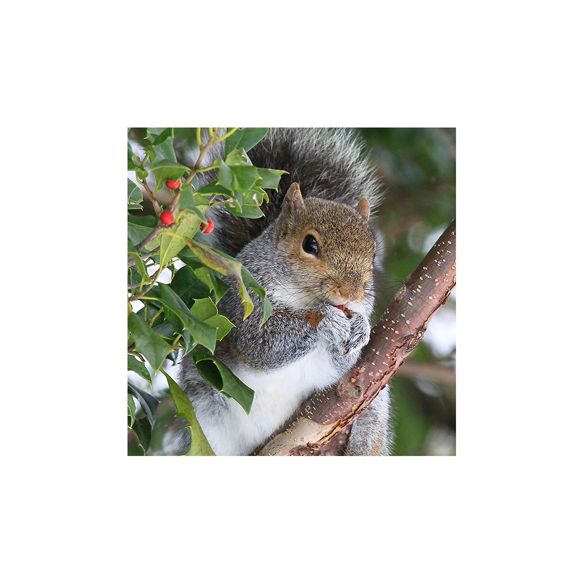 Squirrel in Holly Seals