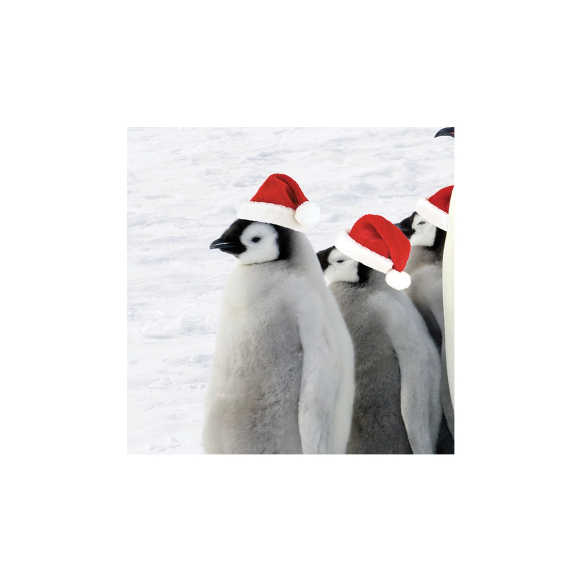 Holiday Waddle Seals