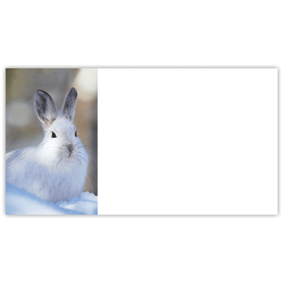 Snowshoe Hare Labels