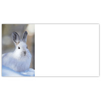 Snowshoe Hare Labels - NWF240018AL