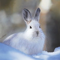 Snowshoe Hare Seals - NWF240018S