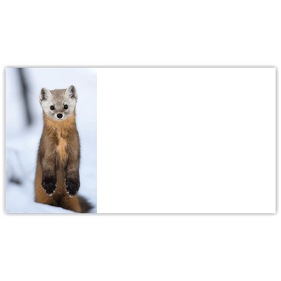 American Marten Labels