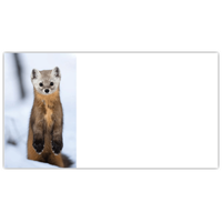 American Marten Labels - NWF240019AL