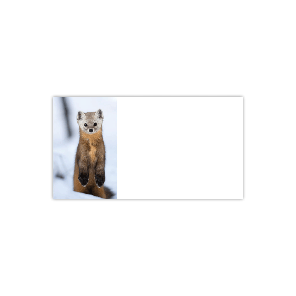 American Marten Labels