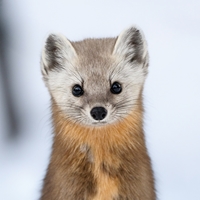 American Marten Seals - NWF240019S