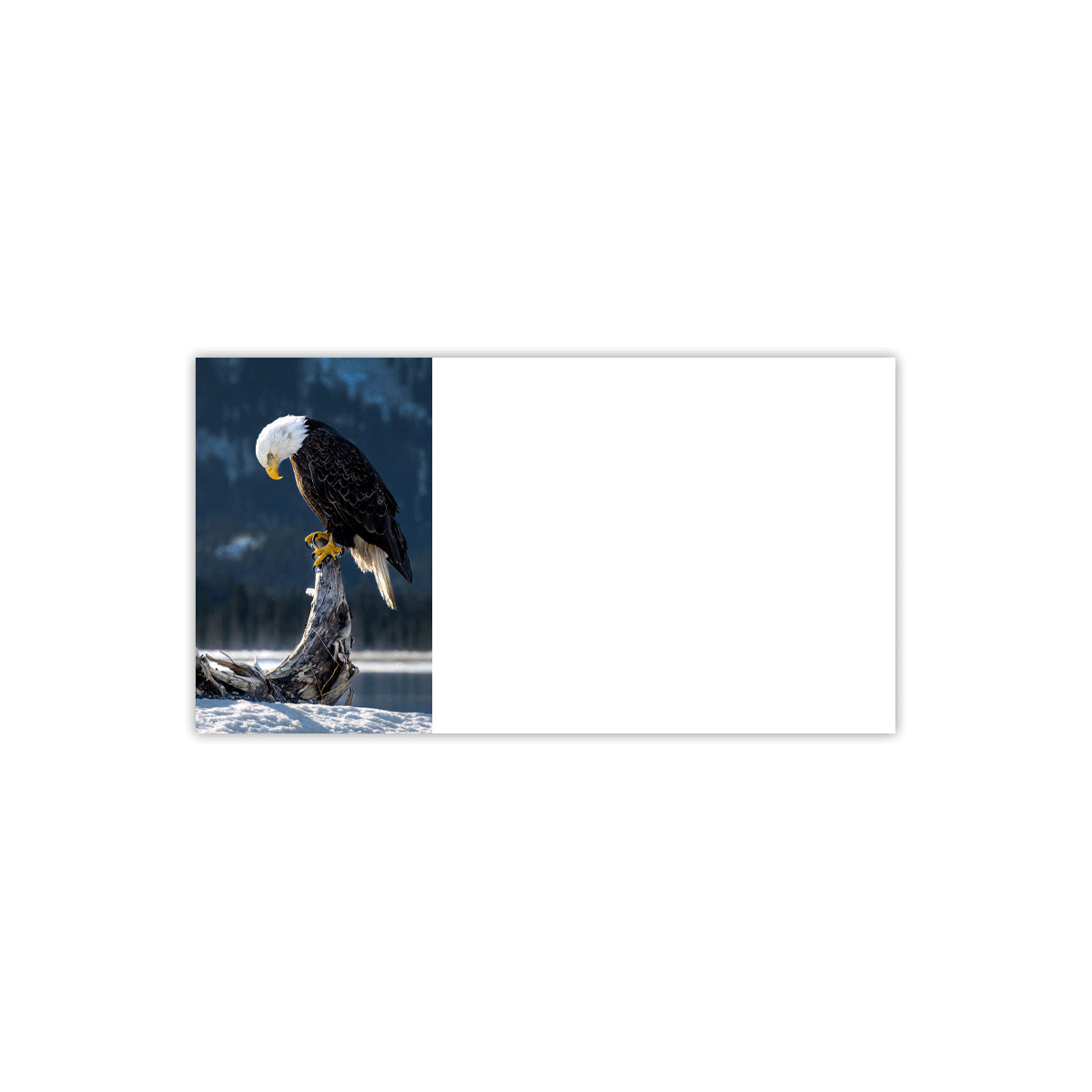 Bald Eagle Labels