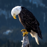 Bald Eagle Seals - NWF240022S