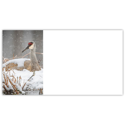 Sandhill Crane on Snow Labels