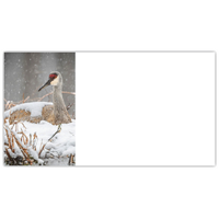 Sandhill Crane on Snow Labels - NWF240023AL