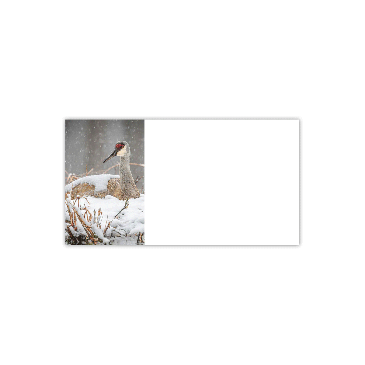 Sandhill Crane on Snow Labels