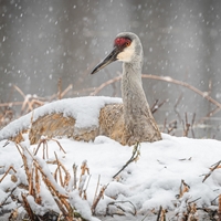 Sandhill Crane on Snow Seals - NWF240023S