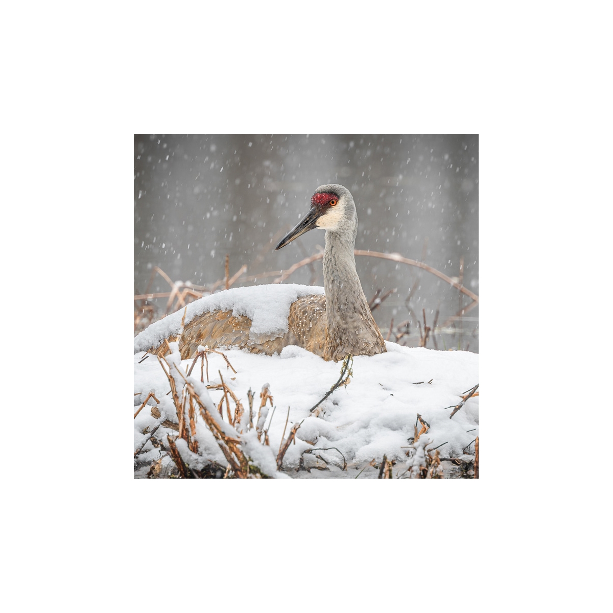 Sandhill Crane on Snow Seals