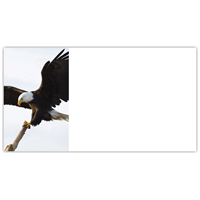 Eagle in Flight Labels - NWF240025AL