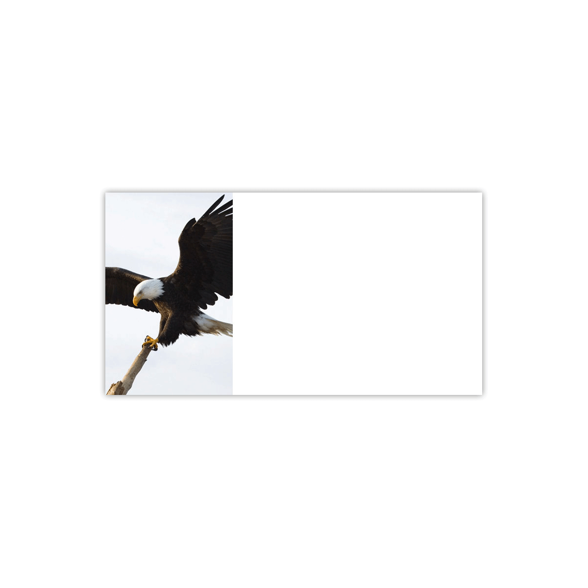 Eagle in Flight Labels