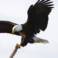 Eagle in Flight Seals - NWF240025S