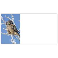 Northern Hawk Labels - NWF240026AL