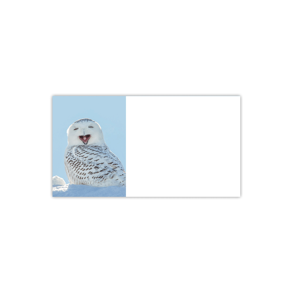 Snowy Owl Labels