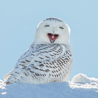 Snowy Owl Seals - NWF240027S