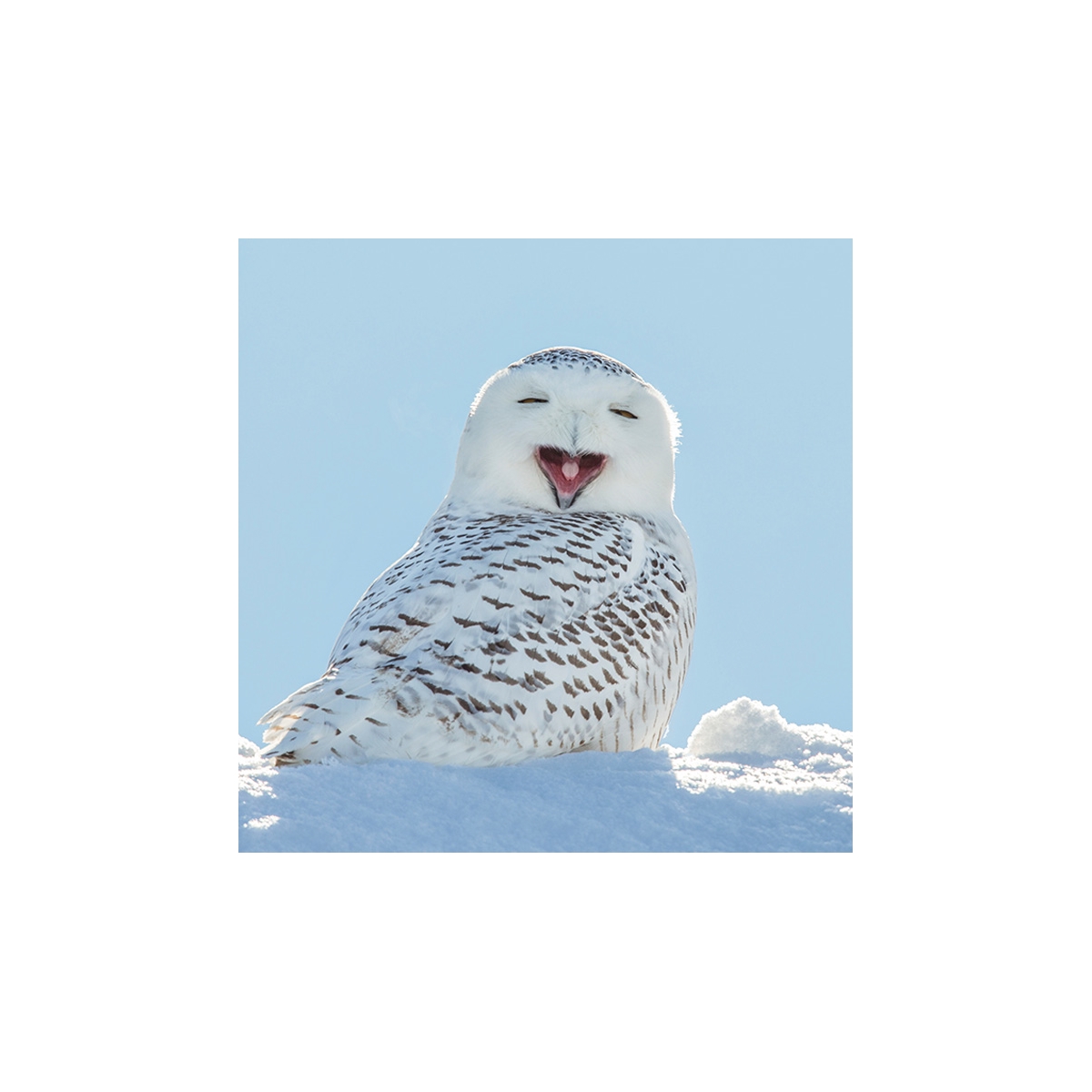 Snowy Owl Seals