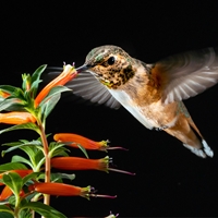 Hummingbird Seals - NWF240028S