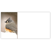 Tufted Titmouse Labels - NWF240029AL