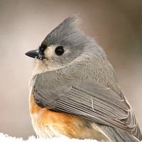 Tufted Titmouse Seals - NWF240029S