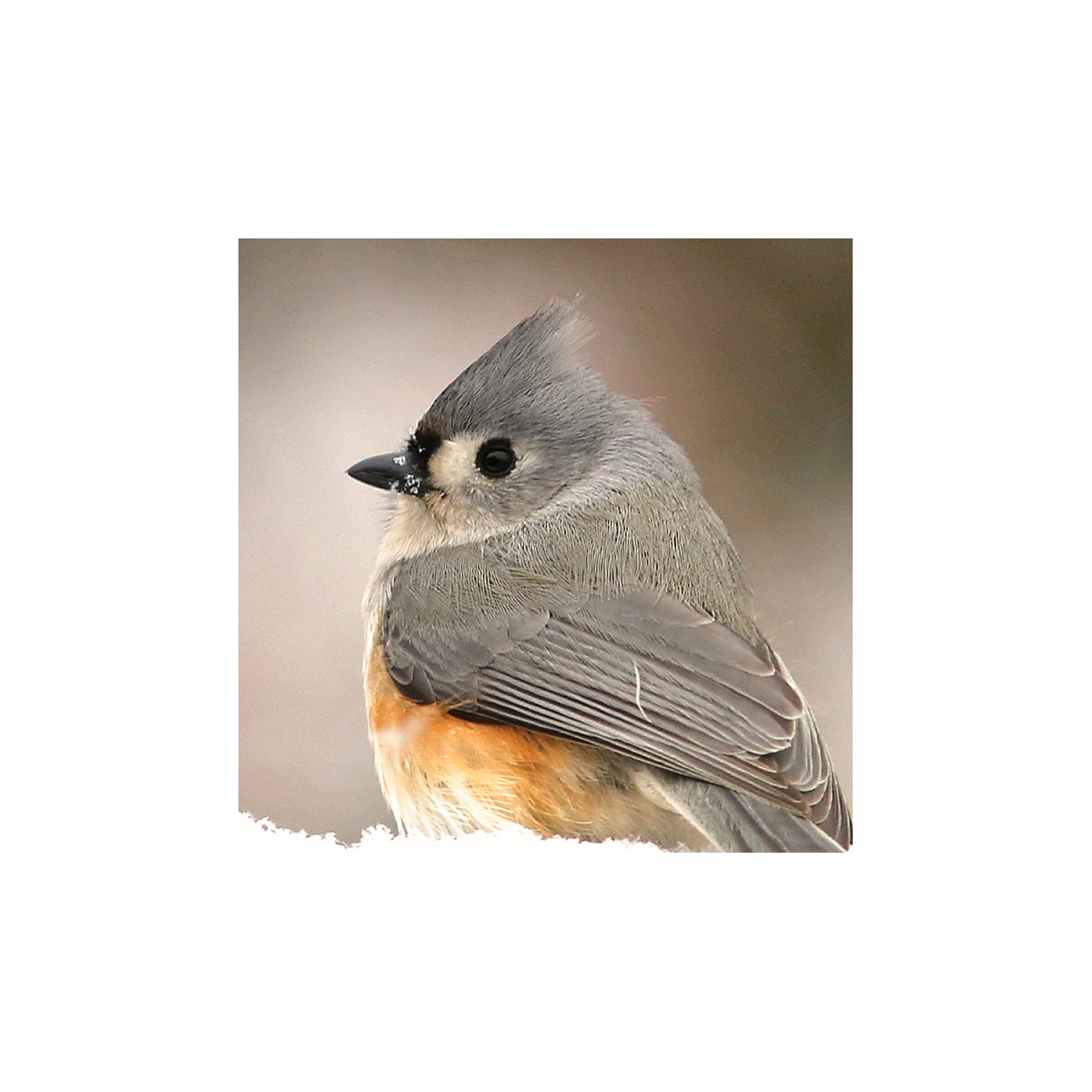 Tufted Titmouse Seals