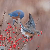 Eastern Bluebirds Seals - NWF240030S