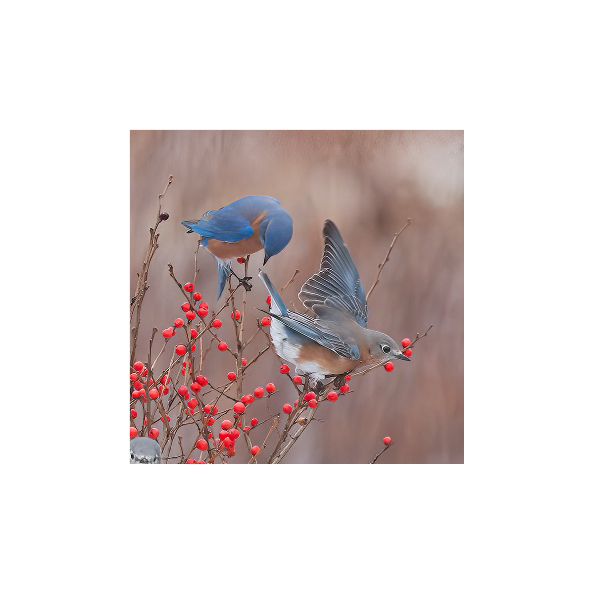 Eastern Bluebirds Seals