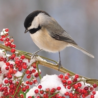 Chickadee Seals - NWF240031S